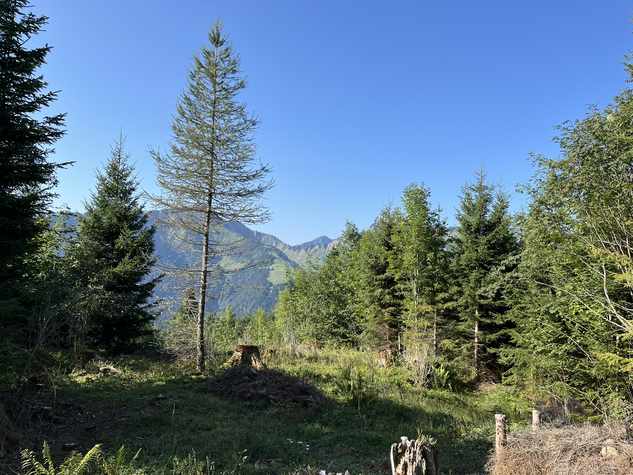 ©Groupement forestier du Pays-d'Enhaut