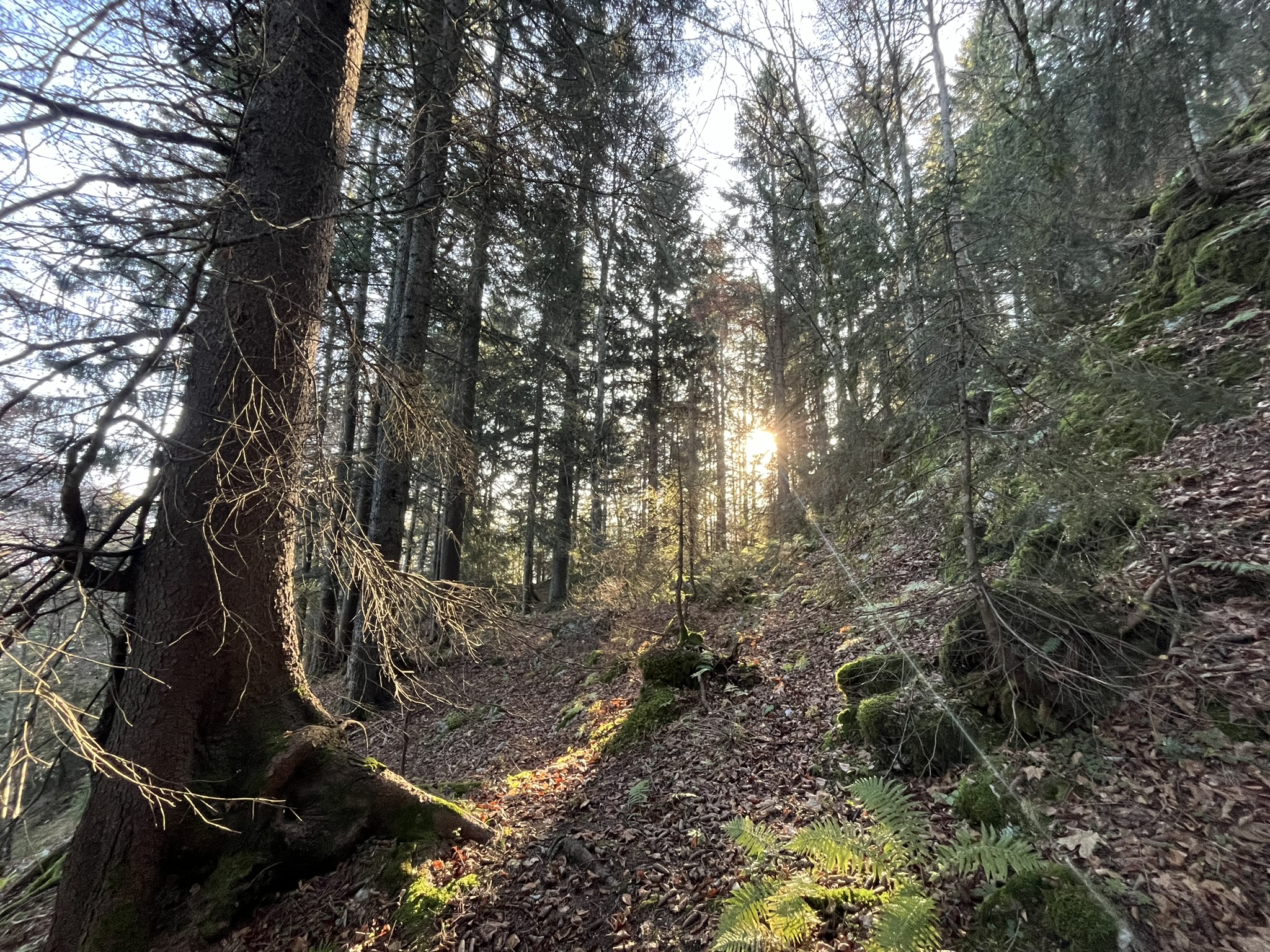 ©Groupement forestier du Pays-d'Enhaut