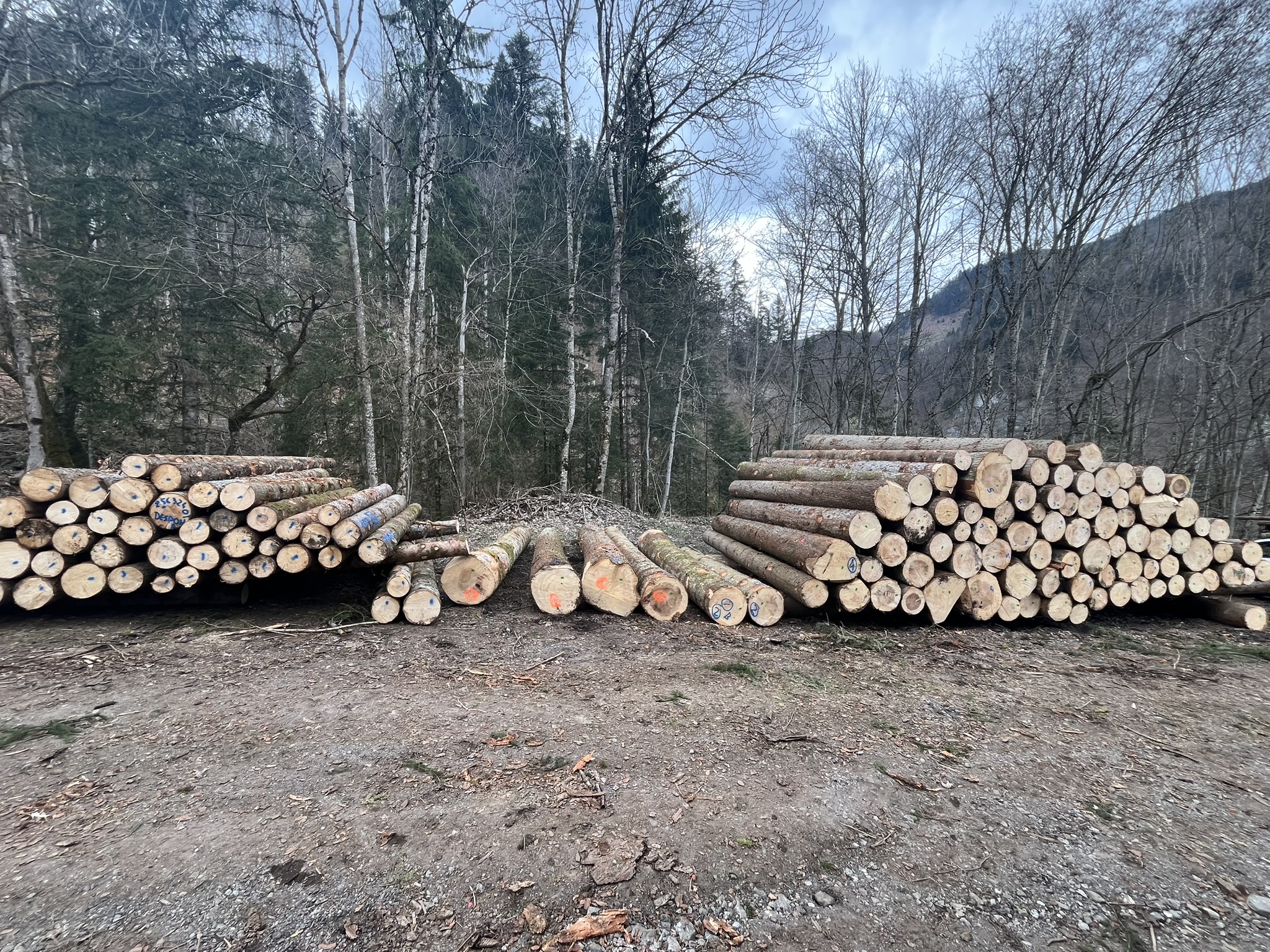 Stock bois et houppiers