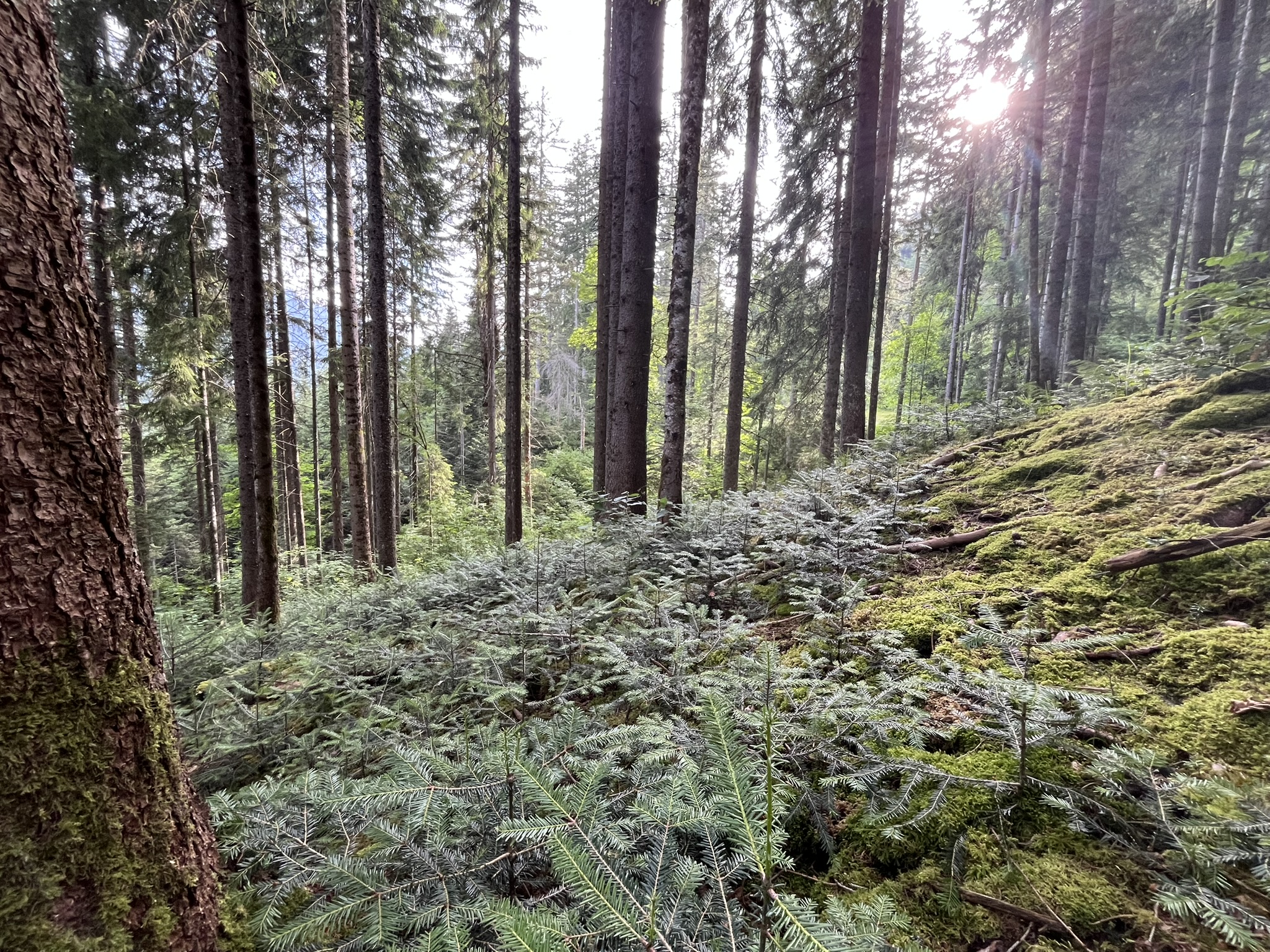 ©Groupement forestier du Pays-d'Enhaut